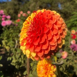 Meet your Posher, Briana